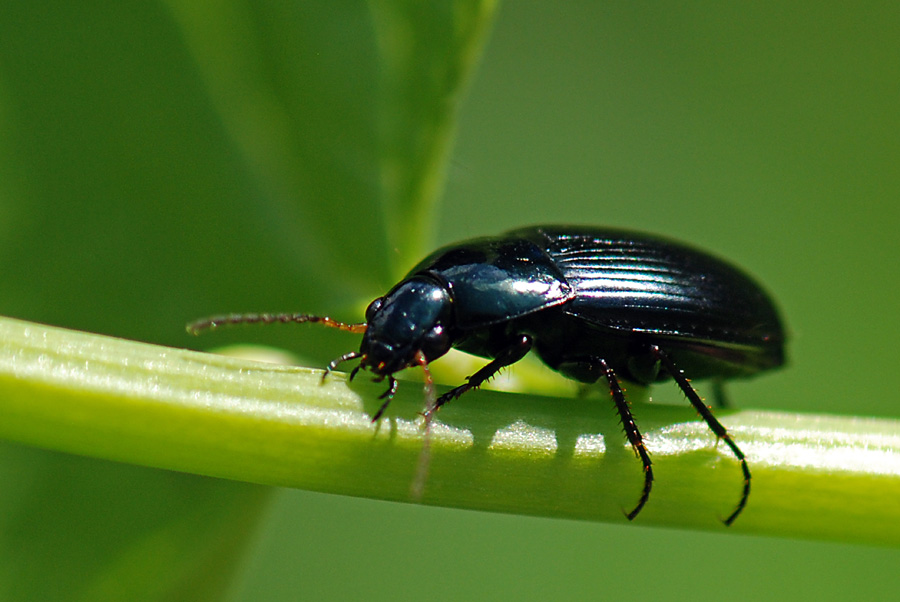 Carabidae su fiore da ID. Amara ovata